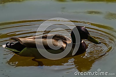 Duck in the greenyellow water Stock Photo