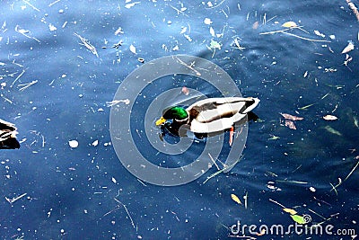 Duck in a group on the water of como lake, Italy Stock Photo