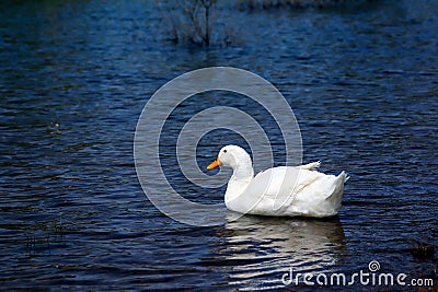 Duck happy swimming in the creek Stock Photo