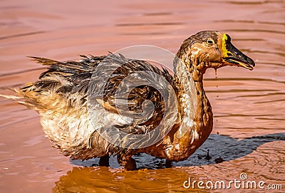 Duck having bath Stock Photo