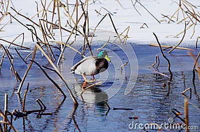 A duck on ice Stock Photo