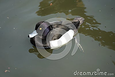 Duck image Stock Photo