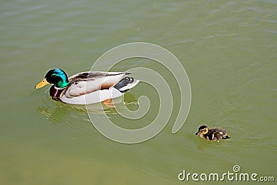 Duck with its young in the water Stock Photo