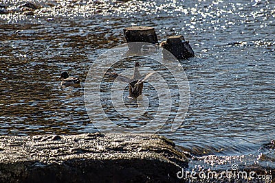 Duck just landed on the river Stock Photo