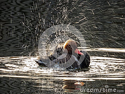 Duck in a lake splashing around water Stock Photo