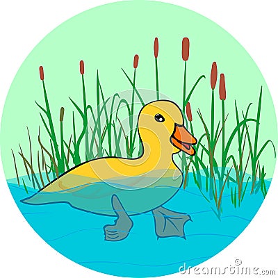 Duck in the lake , swimming in the water Vector Illustration