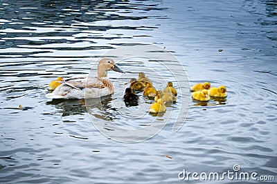 A duck with little yellow chicks Stock Photo