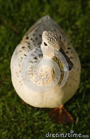 Duck looking at you Stock Photo