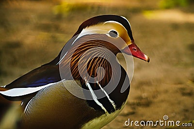 Duck-mandarin one male on a dark background Stock Photo