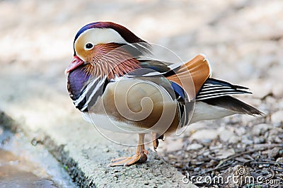 Duck Mandarin Stock Photo