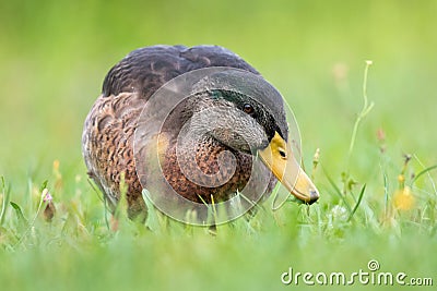 Duck on meadow eats grass Stock Photo