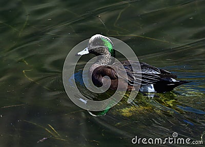 Duck mirrow Stock Photo