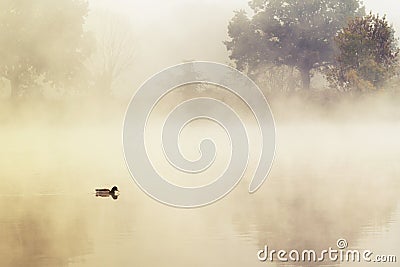 Duck in a mystic morning light Stock Photo
