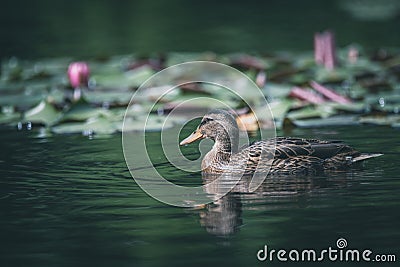 Duck navigate the pond Stock Photo