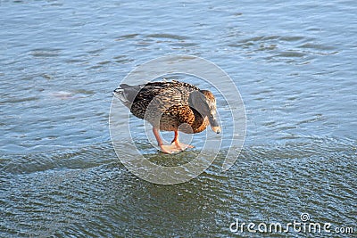 Duck with open wings on a pond. Duck flying over a pond. Duck with open wings. Wild duck. Wild Stock Photo