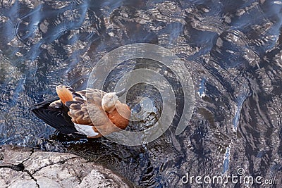 Duck orange and black, stands in the water and squints Stock Photo