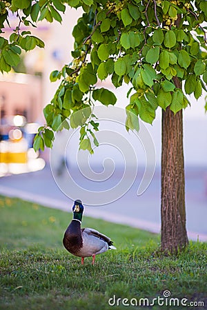 Duck in the park near the tree. Turned the beak forward Stock Photo