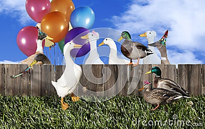 Duck Party Stock Photo