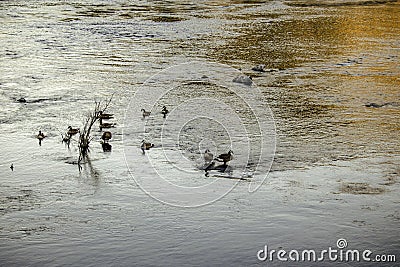 Duck Party Stock Photo