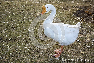 duck Stock Photo