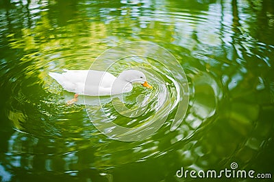 Duck plunging into water Stock Photo