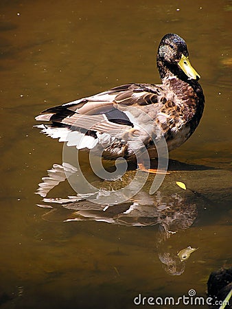 Duck in a pond. Stock Photo