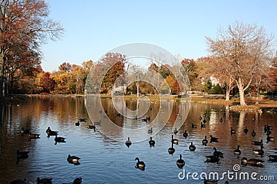 Duck Pond Stock Photo