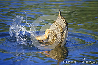 Duck on pond, Apache Canyon, Santa Fe, NM Stock Photo