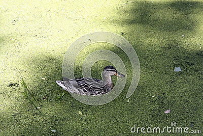 Duck on the Pond with Duckweed Stock Photo