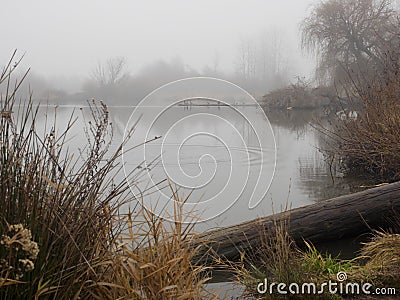 Duck pond on a foggy day Stock Photo