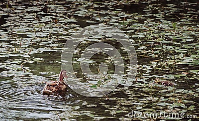 Duck in a pond with her duckling swimming towards her Stock Photo