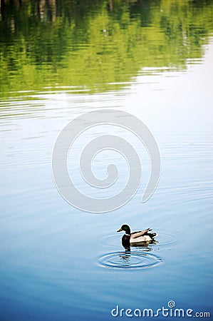 Duck in pond Stock Photo