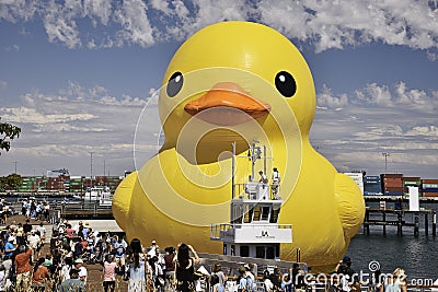 Duck project Editorial Stock Photo