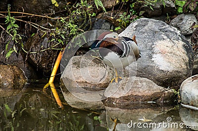 Duck. Stock Photo