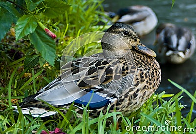 Duck on the river bank Stock Photo