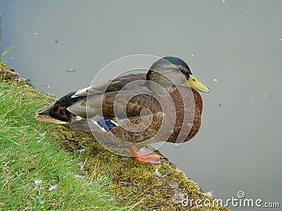 Duck on River Bank, Hatton, England Stock Photo