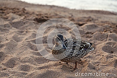 Duck on the sandy beach Stock Photo