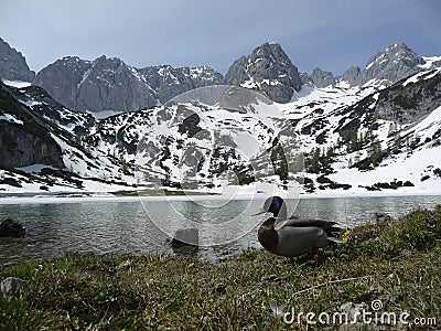 Duck at Seebensee lake, Tyrol, Austria Stock Photo