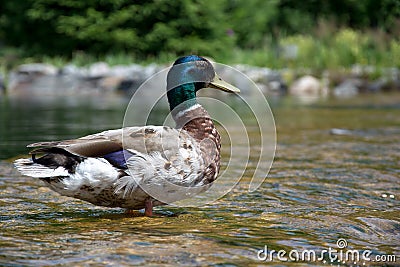 Duck sitting on a water Stock Photo