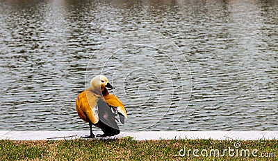 A duck standing on the bank of a pond Stock Photo