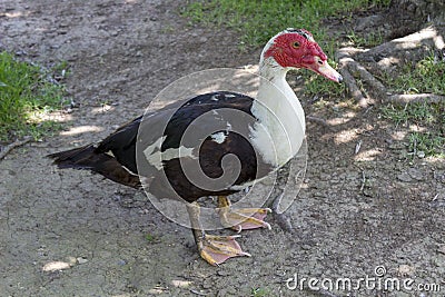 Close-up, a duck standing on the ground. Stock Photo