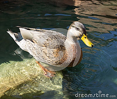 Duck standing on a rock Stock Photo