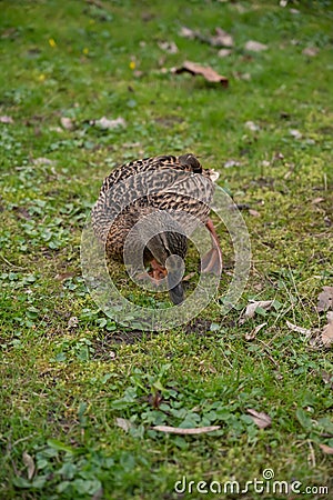 Duck stands in a lush grassy field, replete with deep green foliage, as it forages for food Stock Photo