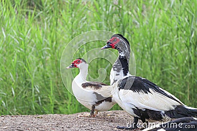 The duck stands by the swamp. Stock Photo