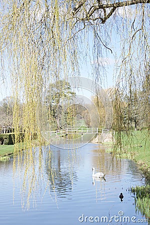 Swan and duck on a river seen through willow branches Stock Photo