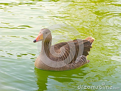 A duck swimming Stock Photo