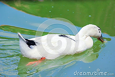 Duck swimming out of the frame with gentle ripples in his wake. Stock Photo