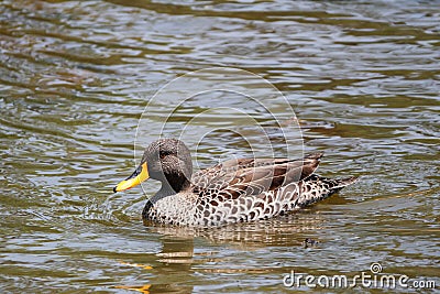 Duck swimming on pond Stock Photo