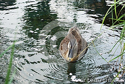 Duck Swimming in the water Stock Photo