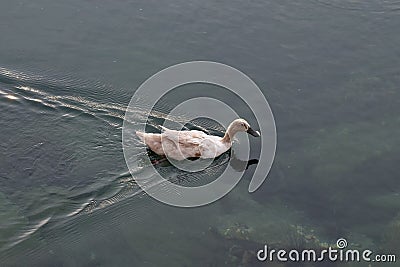 Duck swimming on water Stock Photo